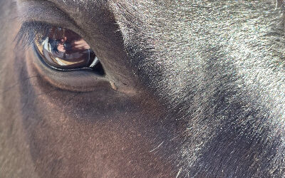 What One Little Mare Teaches Us About Safety and Trust