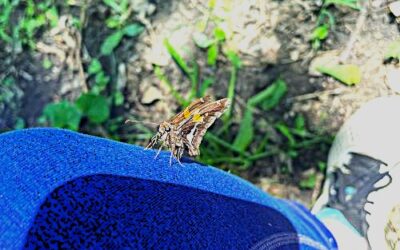 A Visit from a Butterfly: An Invitation to Begin