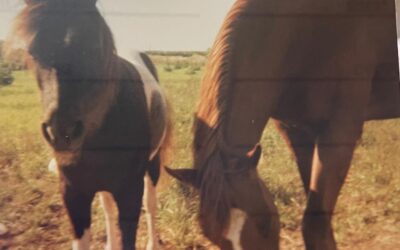 Equine Gestalt Coaching for Healing and Personal Growth: Why I Chose This Path